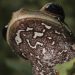 Descubren nueva especie de rana en selva de Perú