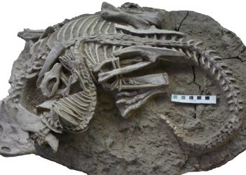 Identificado el fósil de un mamífero atacando a un dinosaurio