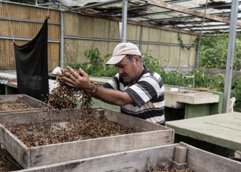 Costa Rica guarda un tesoro de semillas ante crisis climáticas o alimentarias