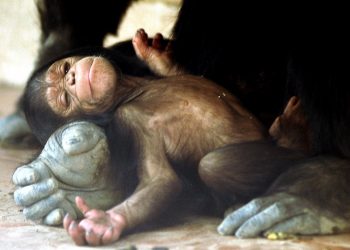 Bebé mono provoca caos en un tribunal de Pakistán