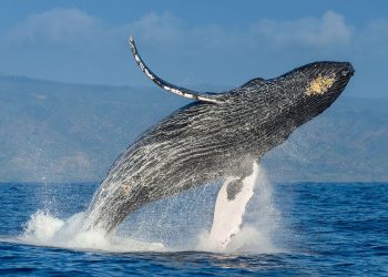VIDEO: Captan el extraordinario momento en que una ballena amamanta a su cría en Colombia