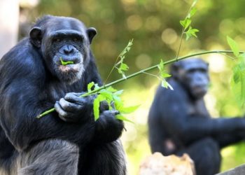 Matan en Colombia a dos chimpancés fugados de zoológico