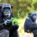 Matan en Colombia a dos chimpancés fugados de zoológico