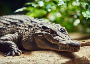 Cocodrilo mata a costarricense en un río
