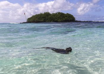 El Niño, la mayor amenaza en décadas para las especies vulnerables de Galápagos