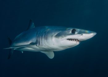 Apneista colombiano sobrevive a ataque de tiburón en el Caribe