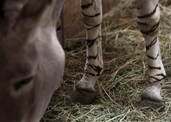 Nace en zoológico de Santiago raro asno de Somalia en peligro de extinción