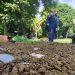 Autoridades destruyen droga valorada en más de $53,700