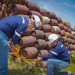 Gobierno retiró más de 119,000 cilindros de gas