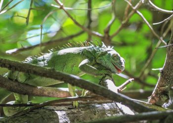El MARN ha brindado atención a más de 732 animales silvestres