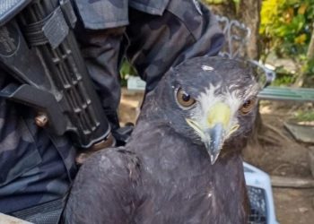 Autoridades rescatan gavilán lesionado en Chalatenango