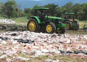 Ministerio de Agricultura destruye 30,000 quintales de semilla de maíz y frijol no apta para la siembra ni el consumo