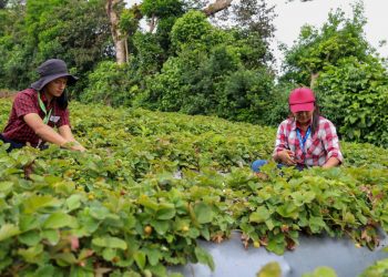 Productores de fresas sumarán 5,000 plantas de la variedad Sabrina este 2023
