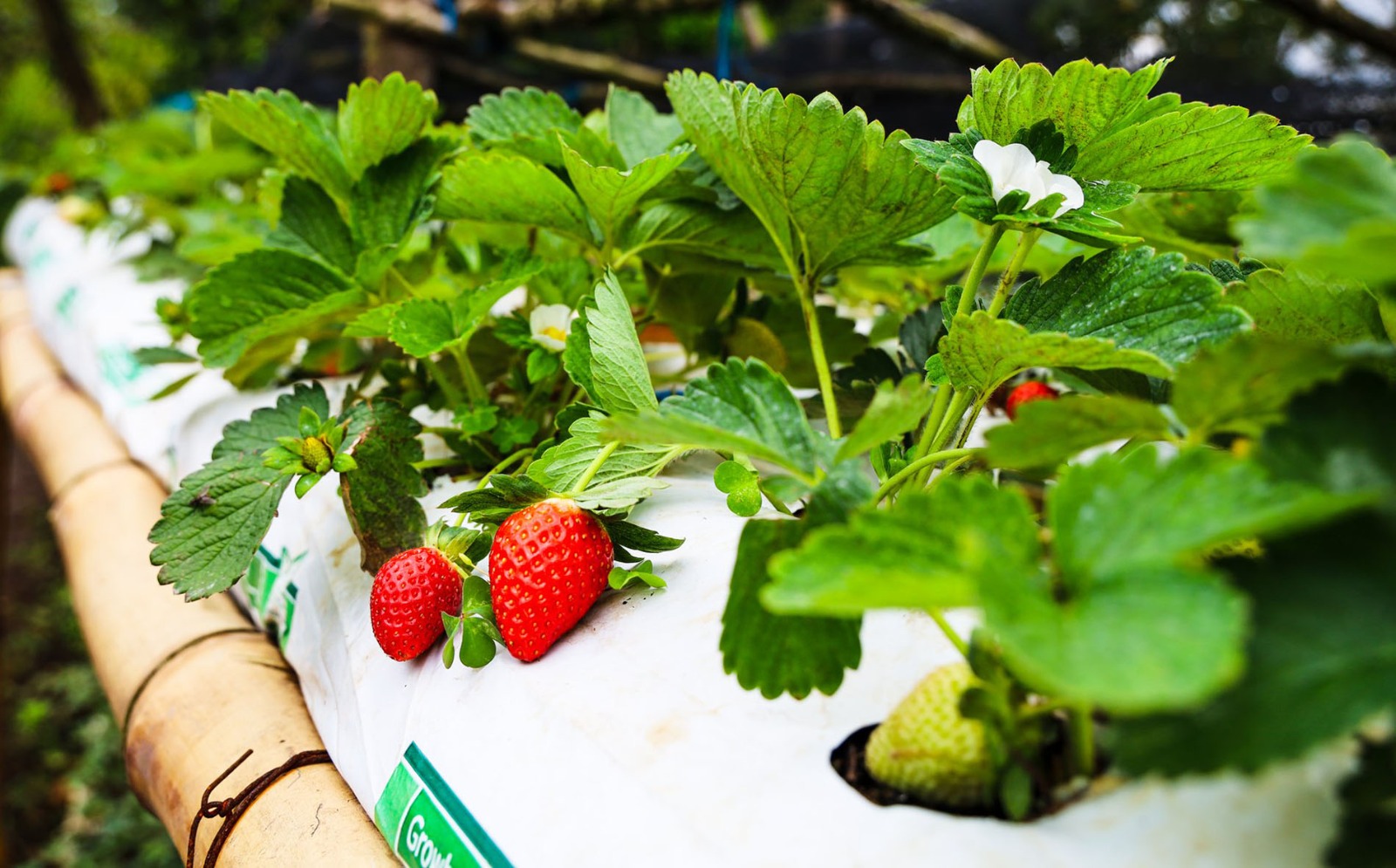 Como Se Dice Fresa En El Salvador diarioelsalvador.com