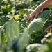 El Salvador prepara sistema de abastecimiento de alimentos