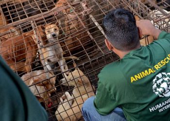 Mercado en Indonesia prohíbe comercio de carne de gato y perro