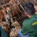 Mercado en Indonesia prohíbe comercio de carne de gato y perro