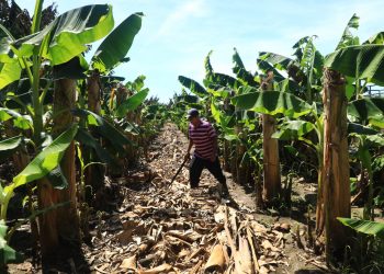 350,000 familias salvadoreñas podrán legalizar sus lotes con nueva ley