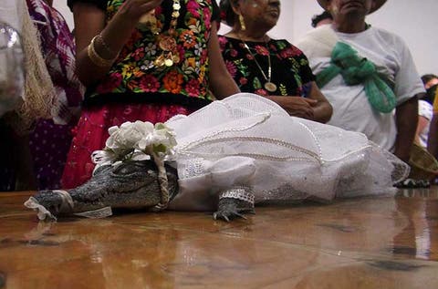 alcalde mexicano se casa con un caiman para asegurar abundancia