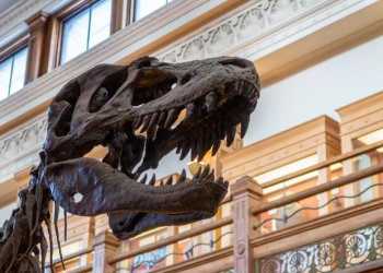 Dos esqueletos de dinosaurio se venderán en subasta en Nueva York