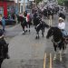 Más de 800 caballistas participaron en desfile hípico en Santa Ana