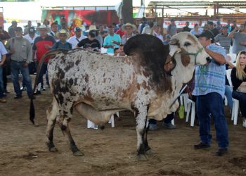 Programa de inseminación busca mejorar genética ganadera del país