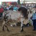 Programa de inseminación busca mejorar genética ganadera del país