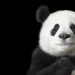 Corea del Sur recibe el primer nacimiento de pandas gemelos