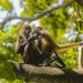 Monos araña, La única especie de primates en El Salvador