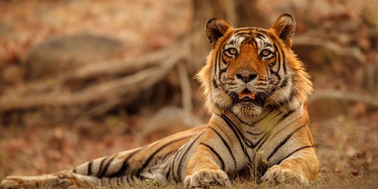 tigres en la india.jpg 554688468