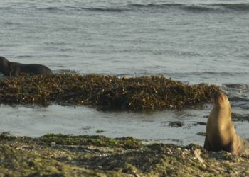Detectan alta mortandad de lobos marinos por gripe aviar en Argentina