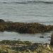 Detectan alta mortandad de lobos marinos por gripe aviar en Argentina