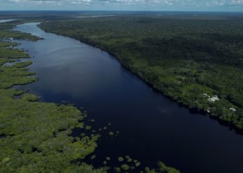 Países amazónicos acuerdan lanzar alianza para combatir deforestación