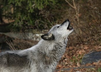 Un lobo de Canadá  revivió todo un ecosistema forestal en EE. UU.