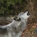 Un lobo de Canadá  revivió todo un ecosistema forestal en EE. UU.