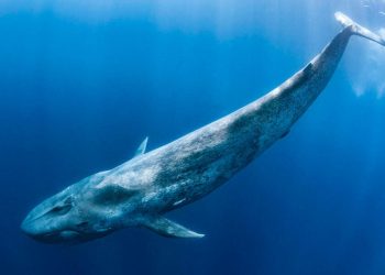 Descubren fósil en Perú de ballena que puede haber excedido en masa a la ballena azul