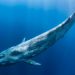 Descubren fósil en Perú de ballena que puede haber excedido en masa a la ballena azul