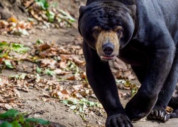 Zoo chino niega que uno de sus osos sea un humano disfrazado