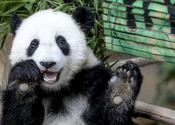 Malasia despide a dos cachorros de panda antes de su traslado a China