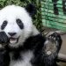 Malasia despide a dos cachorros de panda antes de su traslado a China
