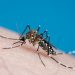 Guatemala declara emergencia por brote de dengue que deja 22 muertos