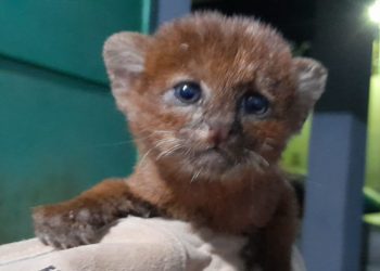 Rescatan a cría de gato montés en Santa Ana