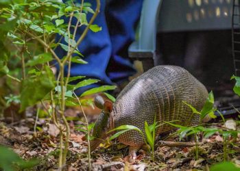 Medio Ambiente atendió a cusuco con cuadro de deshidratación