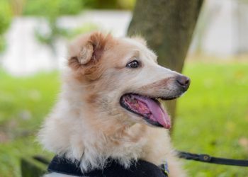 PNC honra la memoria de «Oso», agente canino fallecido y protagonista de una historia de heroísmo y valor