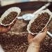 Productores buscan vender café a mejor precio que el que cotiza en bolsa de Nueva York