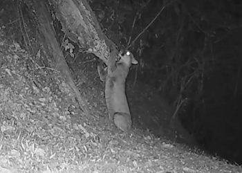 Las cámaras del Ministerio de Medio Ambiente arrojan nueva evidencia de pumas