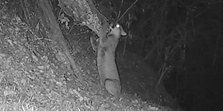 Recientemente se compartió un video donde se evidencia a un puma marcando su territorio al frotarse en un tronco.
