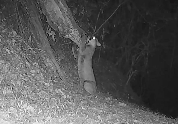 Recientemente se compartió un video donde se evidencia a un puma marcando su territorio al frotarse en un tronco.