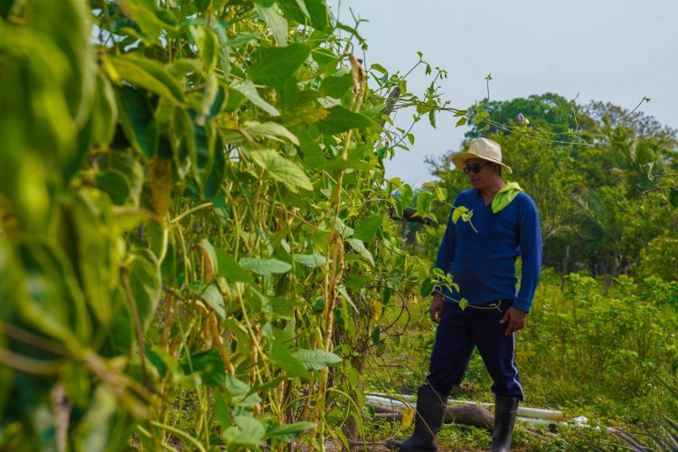 El salvadoreño
trabaja a diario en
la media manzana
que alquila para
su producción de
loroco en La Paz.