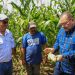 MAG afirma que Buenas Prácticas Agrícolas contribuyen al rendimiento de los cultivos